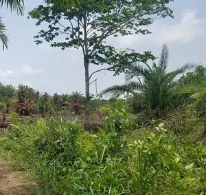 CENTRAL REGN, ELMINA (ATAABADZE) _ 60 Acres Farmland