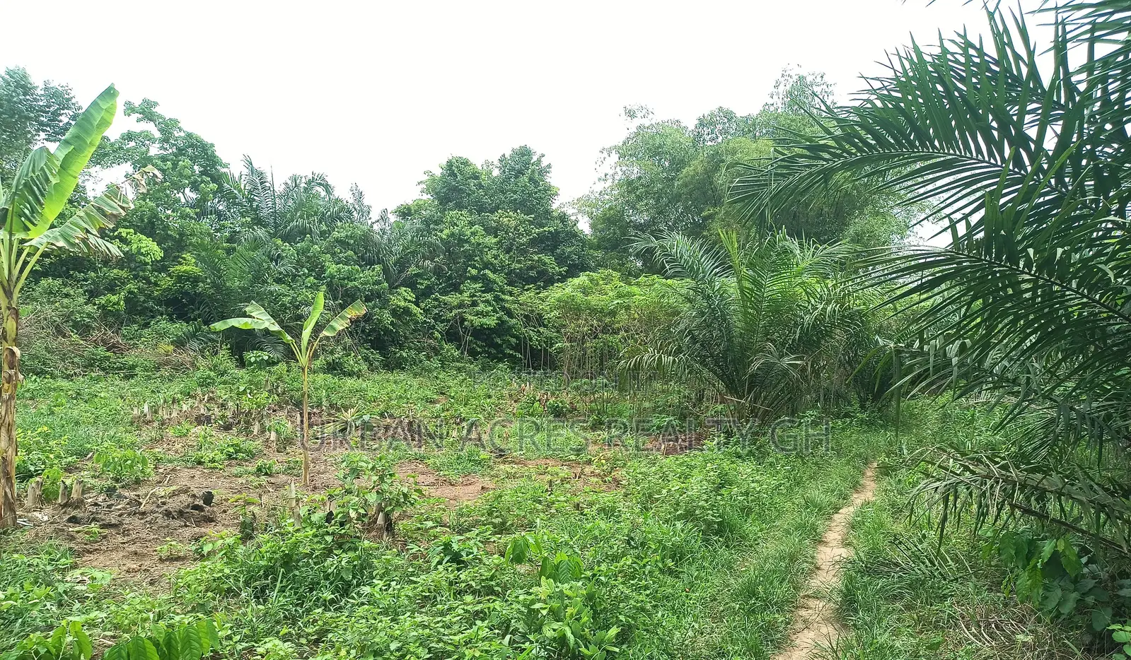 CENTRAL REGN, ELMINA (ATAABADZE) _ 60 Acres Farmland