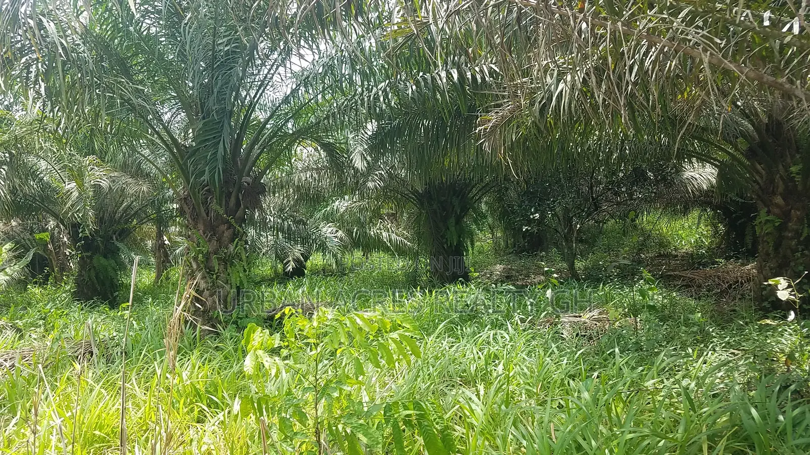 CENTRAL REGN, ELMINA (ATAABADZE) _ 60 Acres Farmland