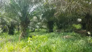 CENTRAL REGN, ELMINA (ATAABADZE) _ 60 Acres Farmland