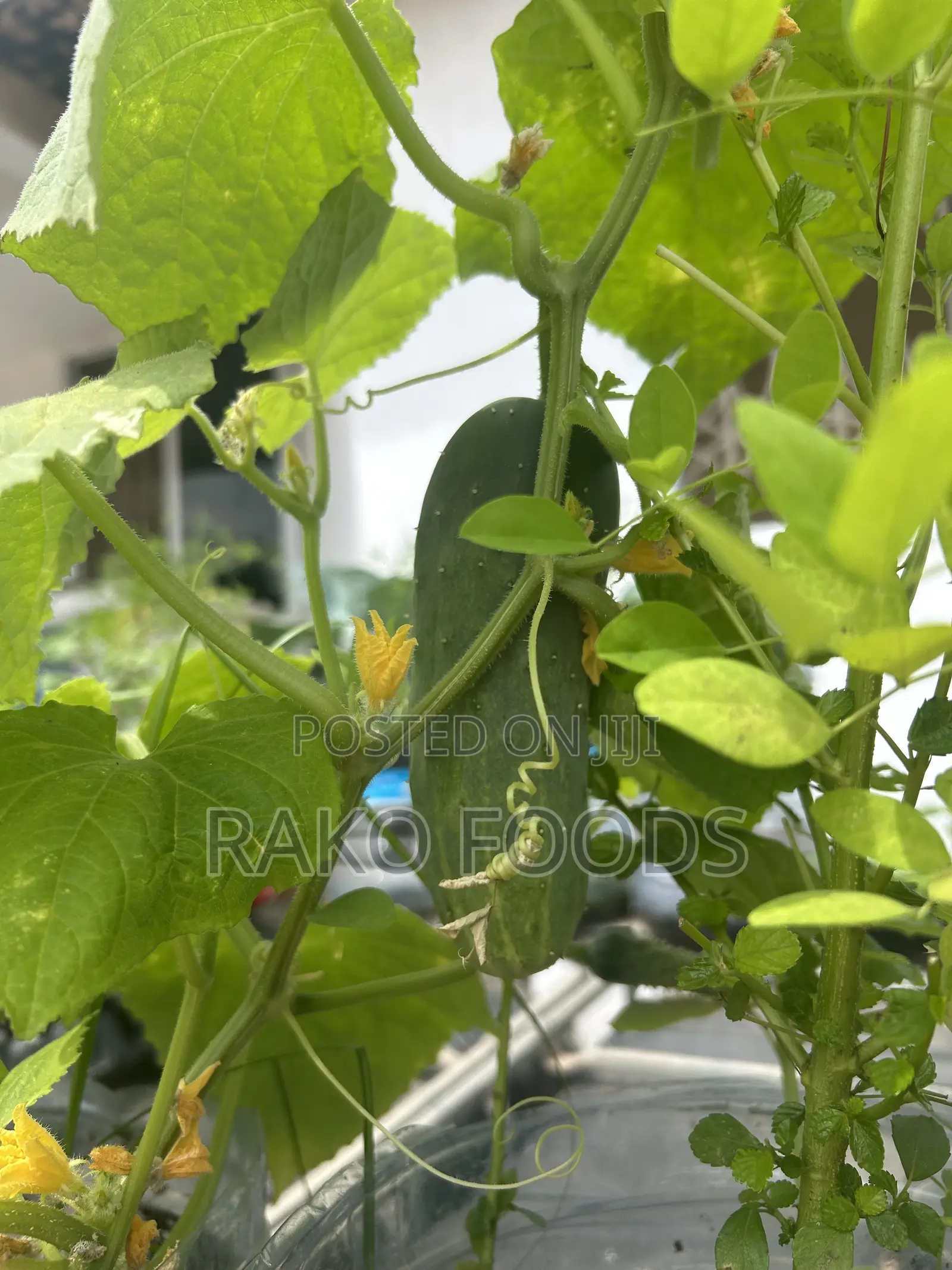 Organic Fertilizer