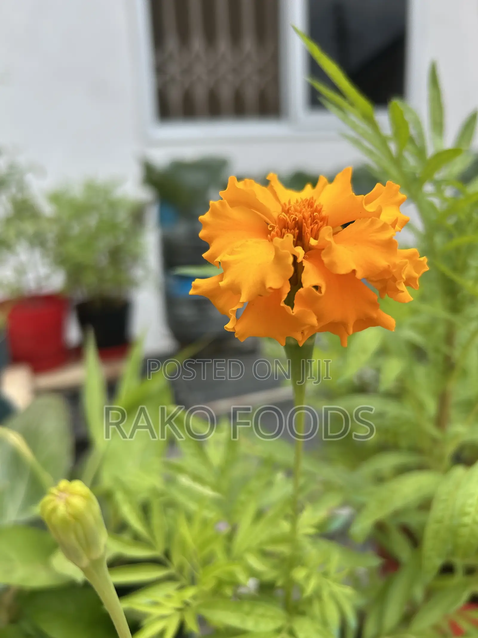 Organic Fertilizer