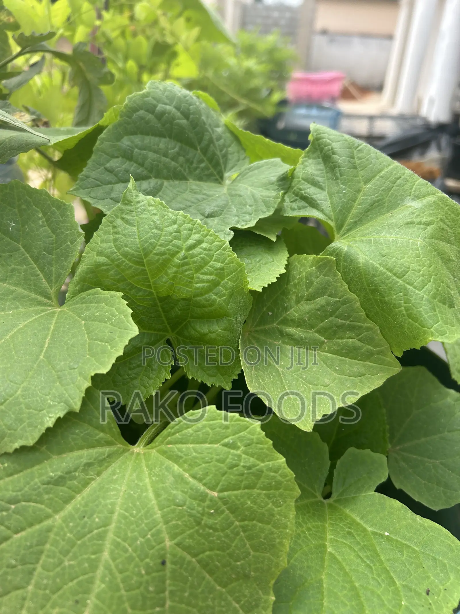 Organic Fertilizer