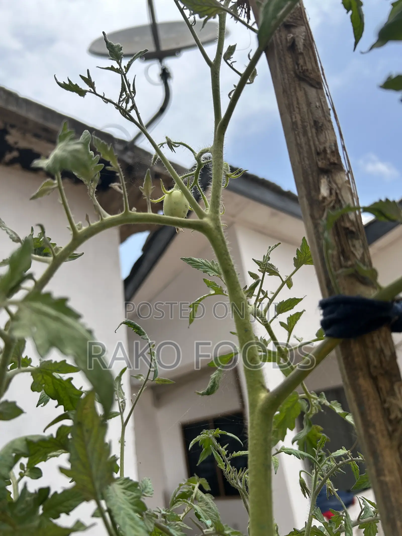 Organic Fertilizer