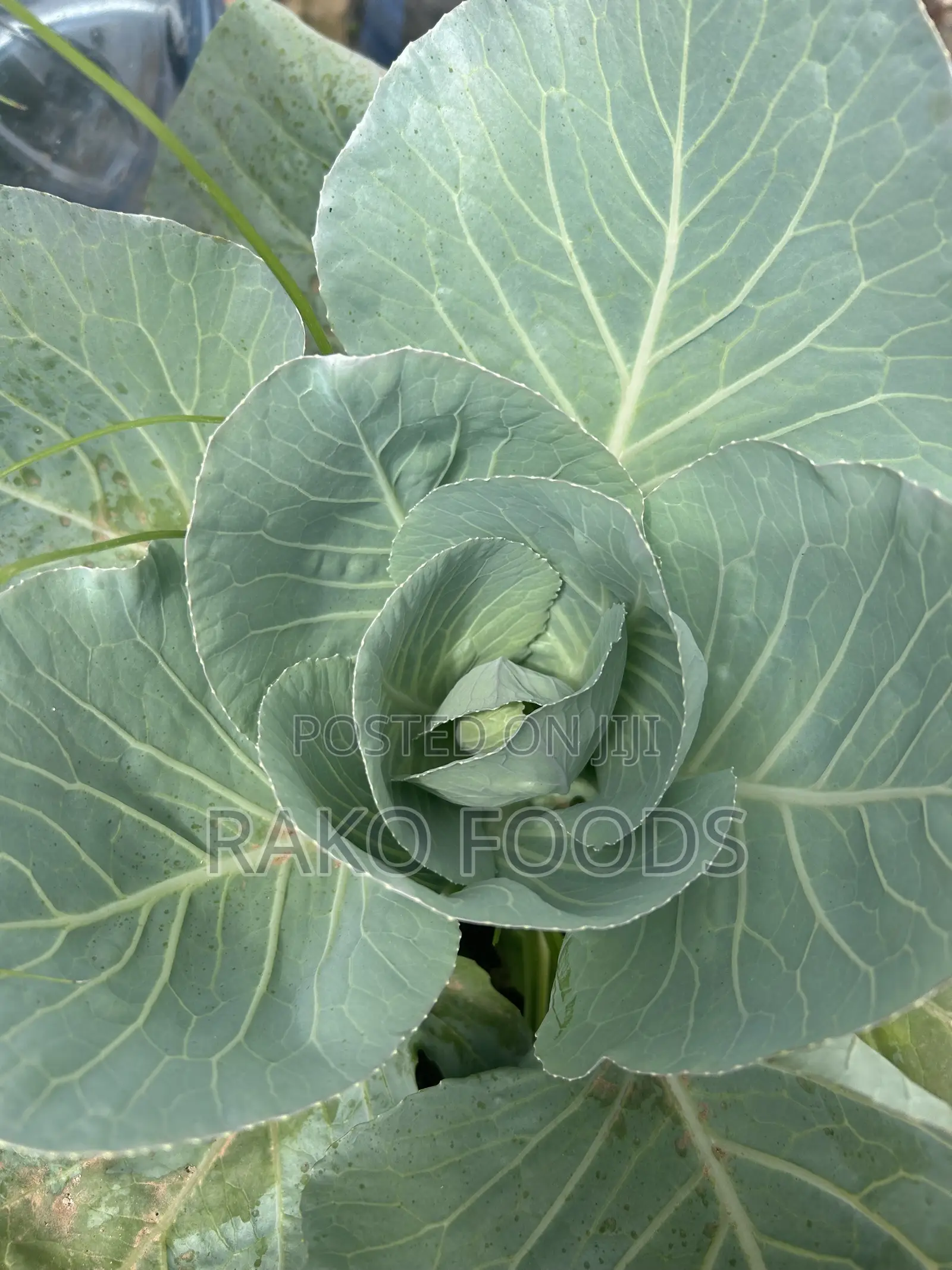 Organic Fertilizer