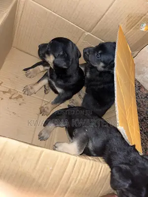 1-3 months Male Mixed Breed German Shepherd