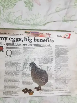  Fresh Spring Creek Quail Eggs for Sale! 