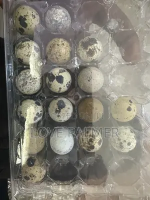  Fresh Spring Creek Quail Eggs for Sale! 