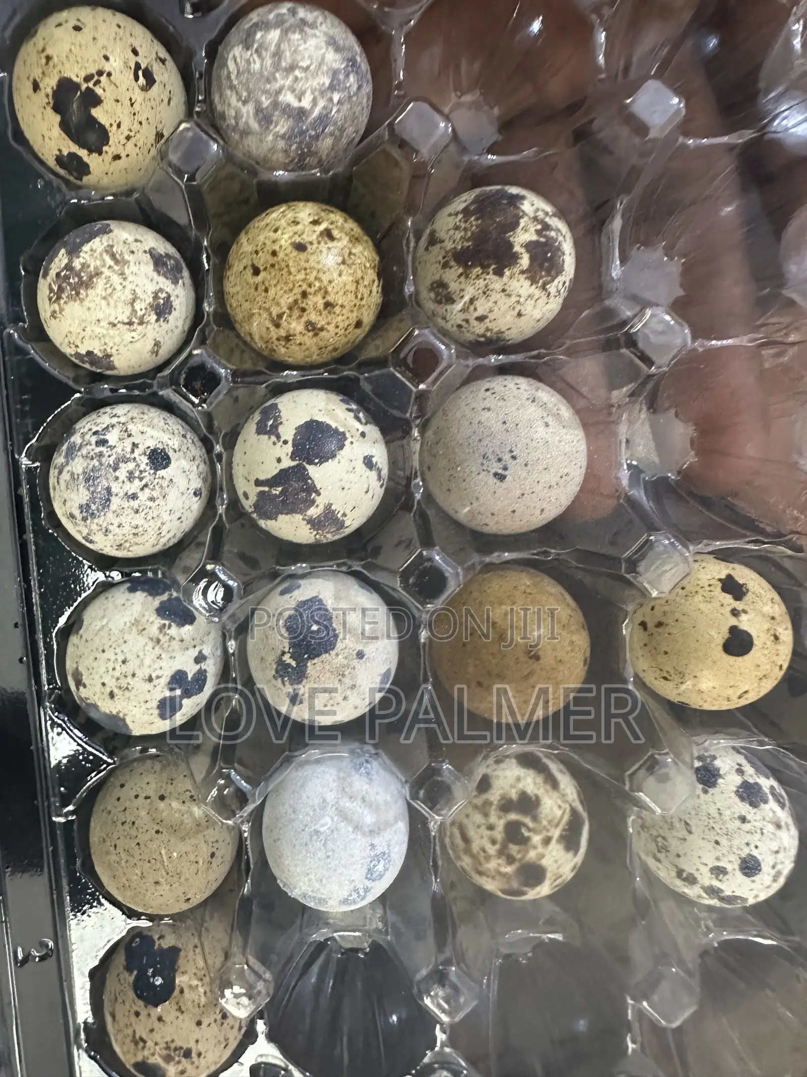 Fresh Spring Creek Quail Eggs for Sale! 