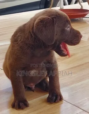 1-3 months Male Purebred Labrador Retriever