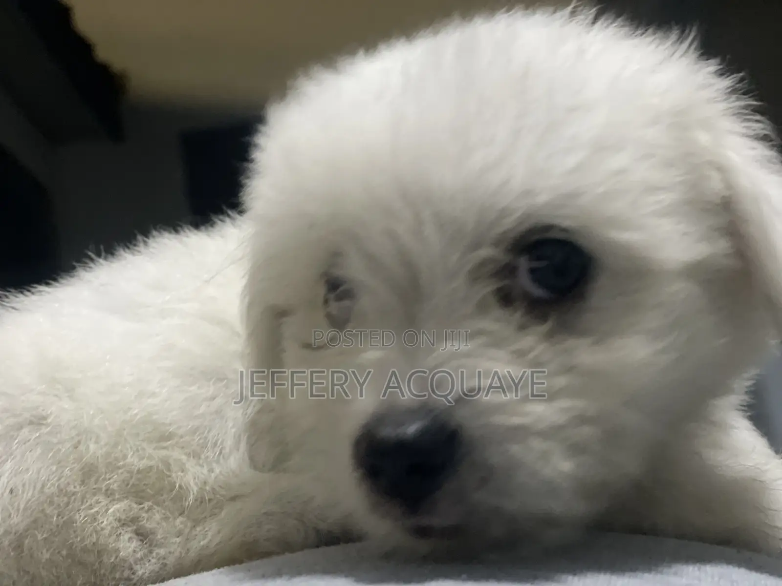 1-3 months Male Purebred American Eskimo