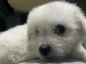 1-3 months Male Purebred American Eskimo