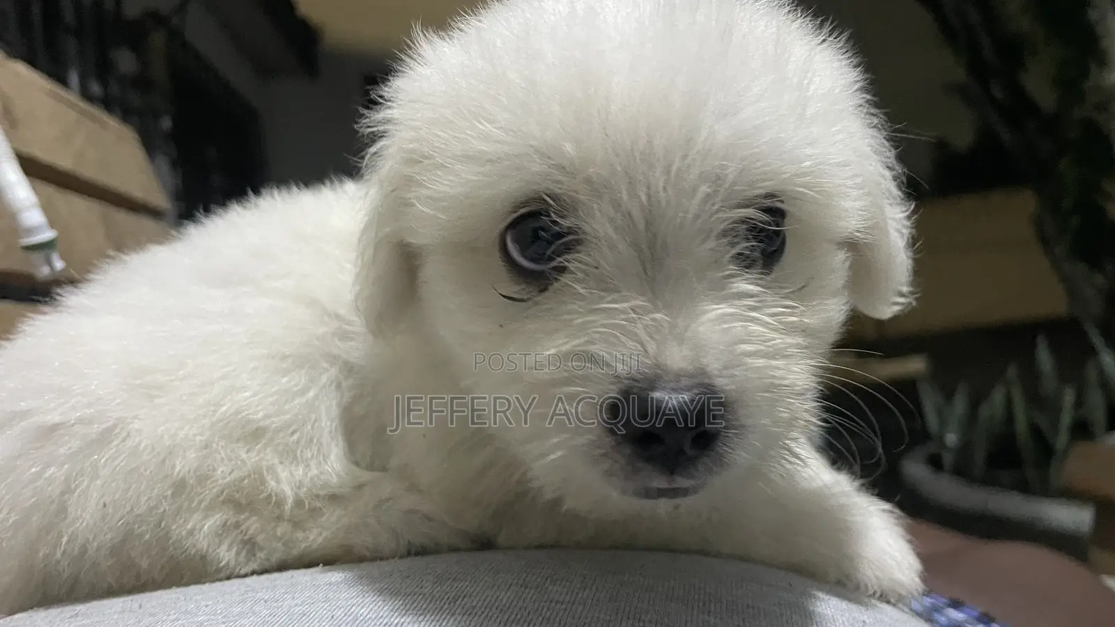 1-3 months Male Purebred American Eskimo