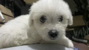 1-3 months Male Purebred American Eskimo