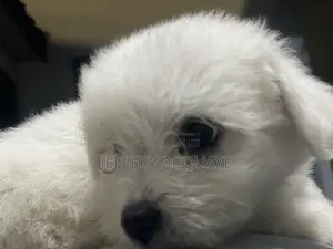 1-3 months Male Purebred American Eskimo