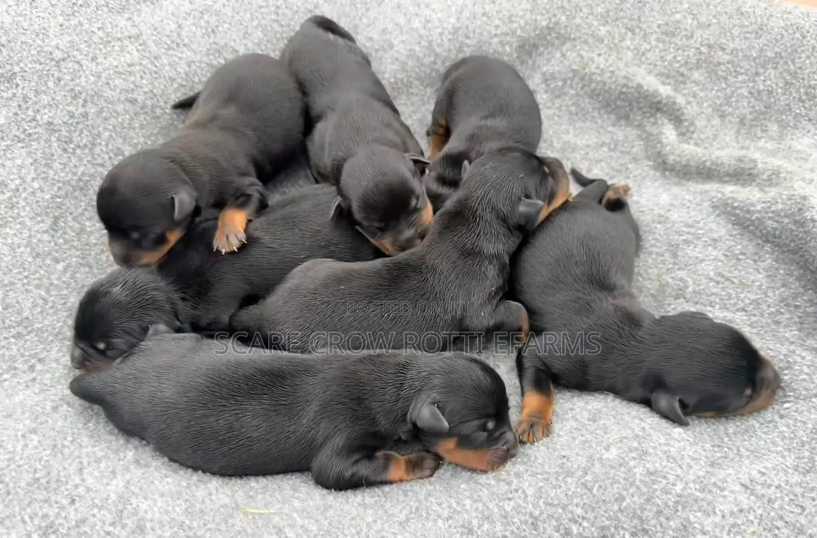 1-3 months Male Purebred Rottweiler