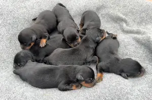 1-3 months Male Purebred Rottweiler