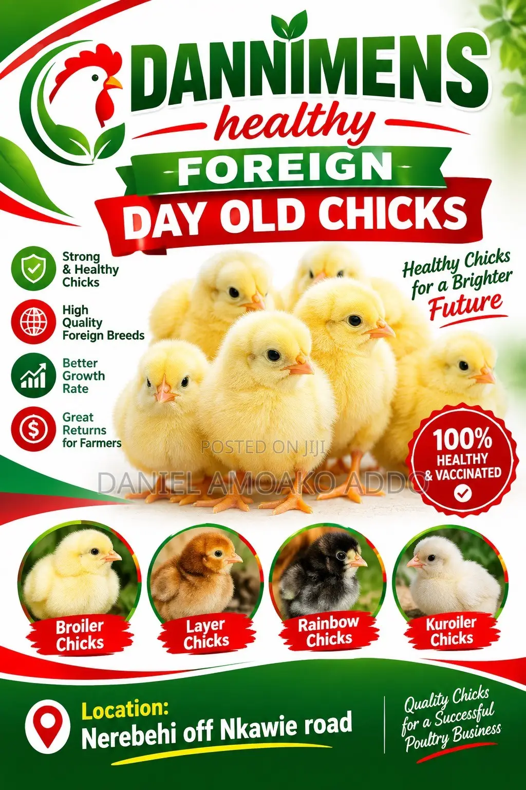 Dannimens Healthy Day Old Chicks