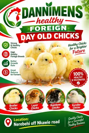 Dannimens Healthy Day Old Chicks