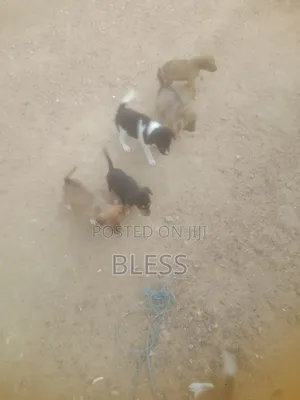 1-3 months Female Mixed Breed Dog