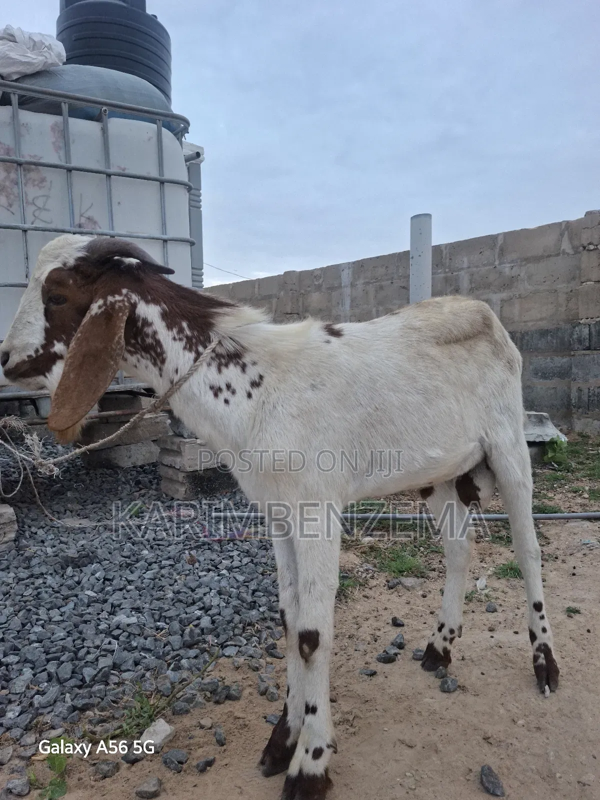 Livestock 1