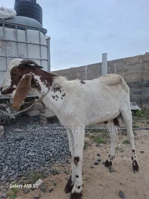 Livestock 1
