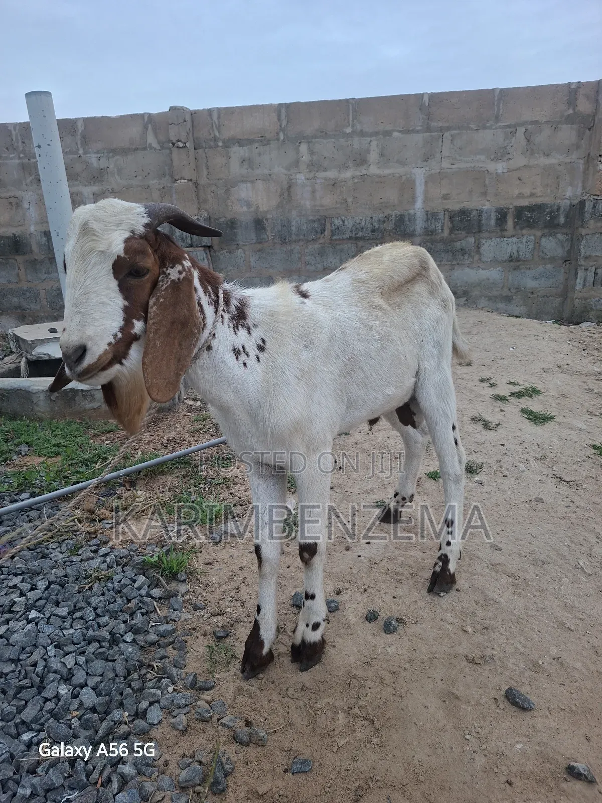 Livestock 1