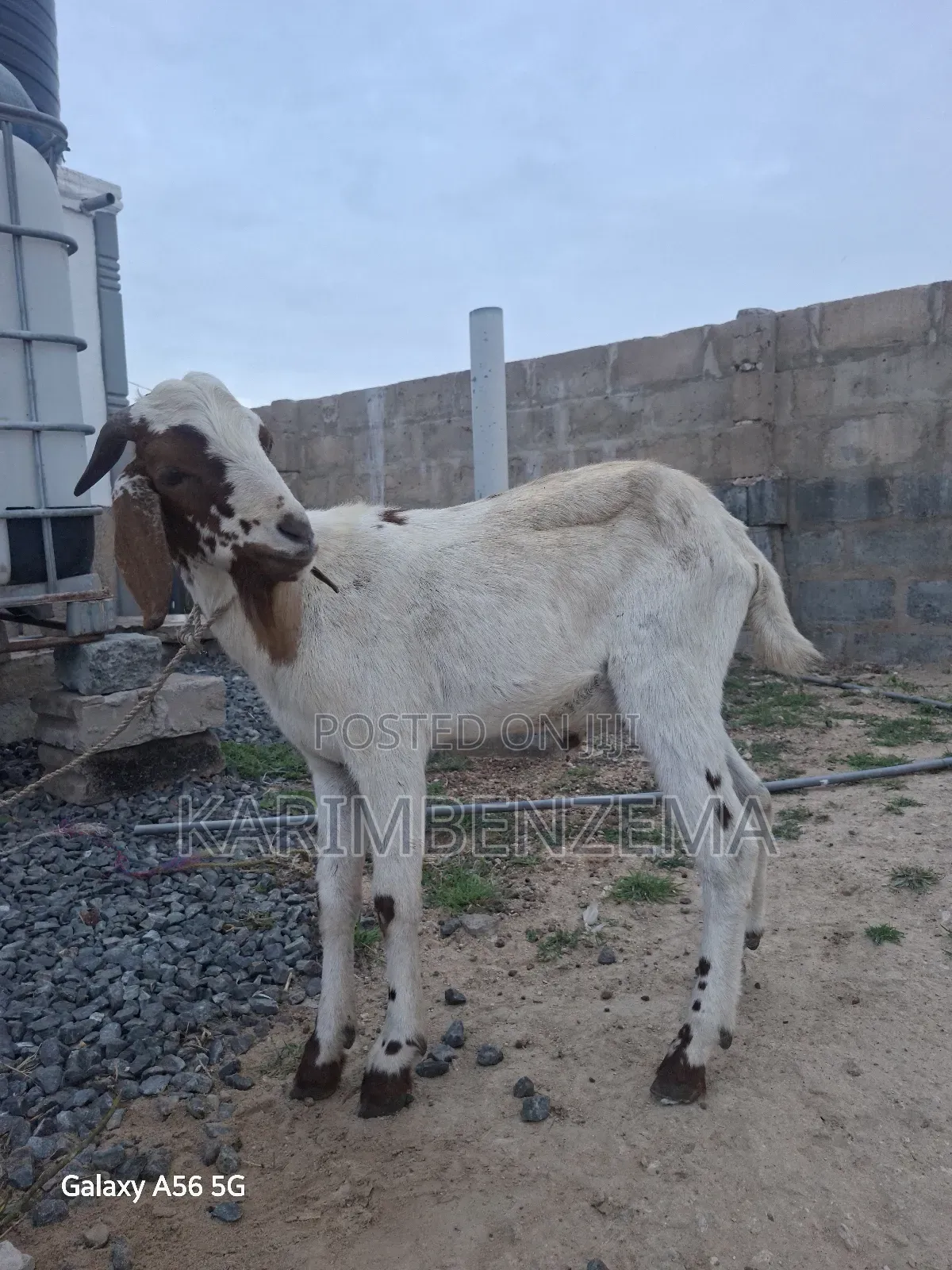Livestock 1