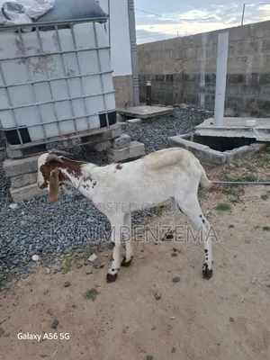 Livestock 1