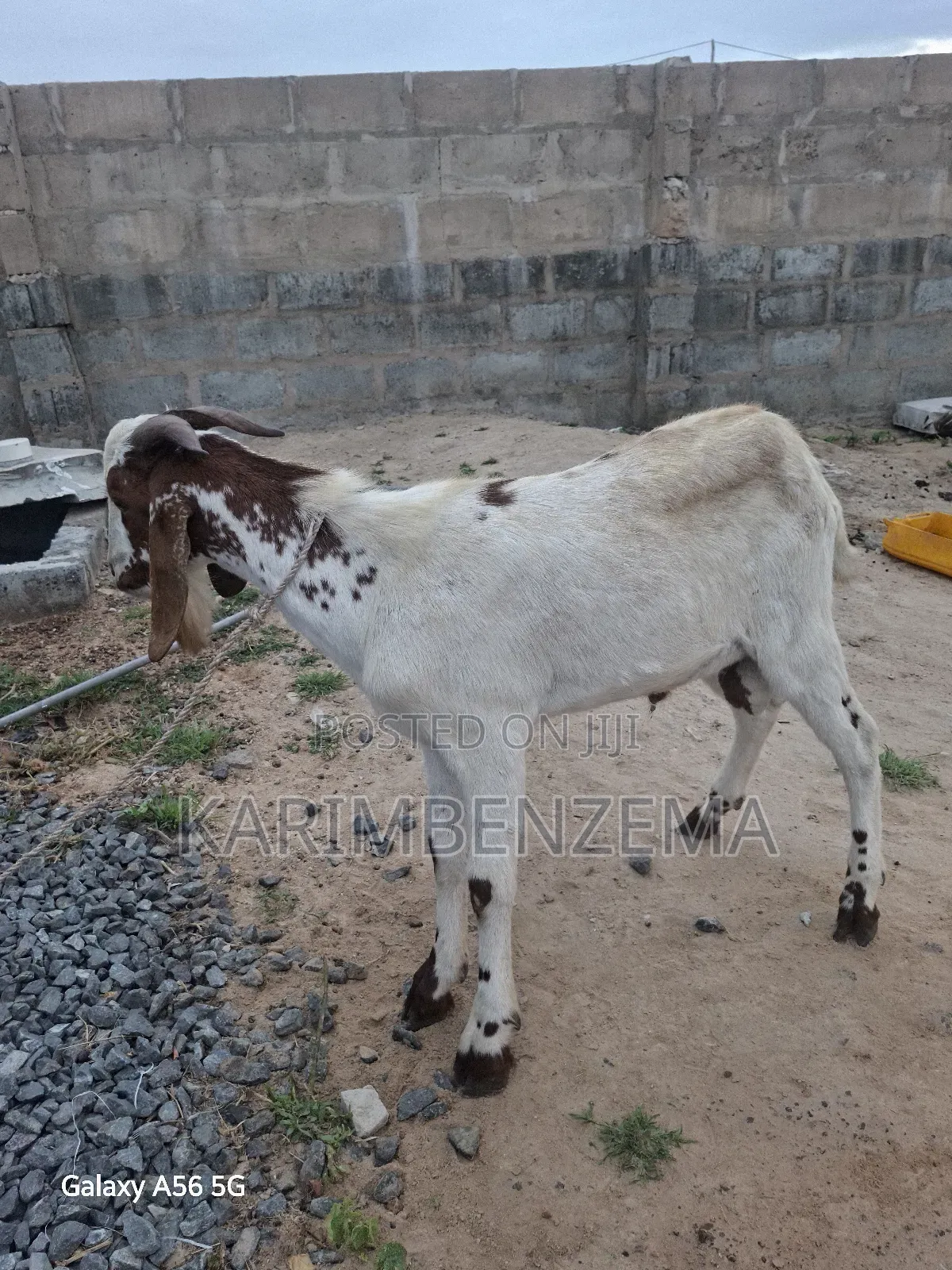 Livestock 1