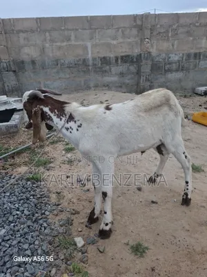 Livestock 1