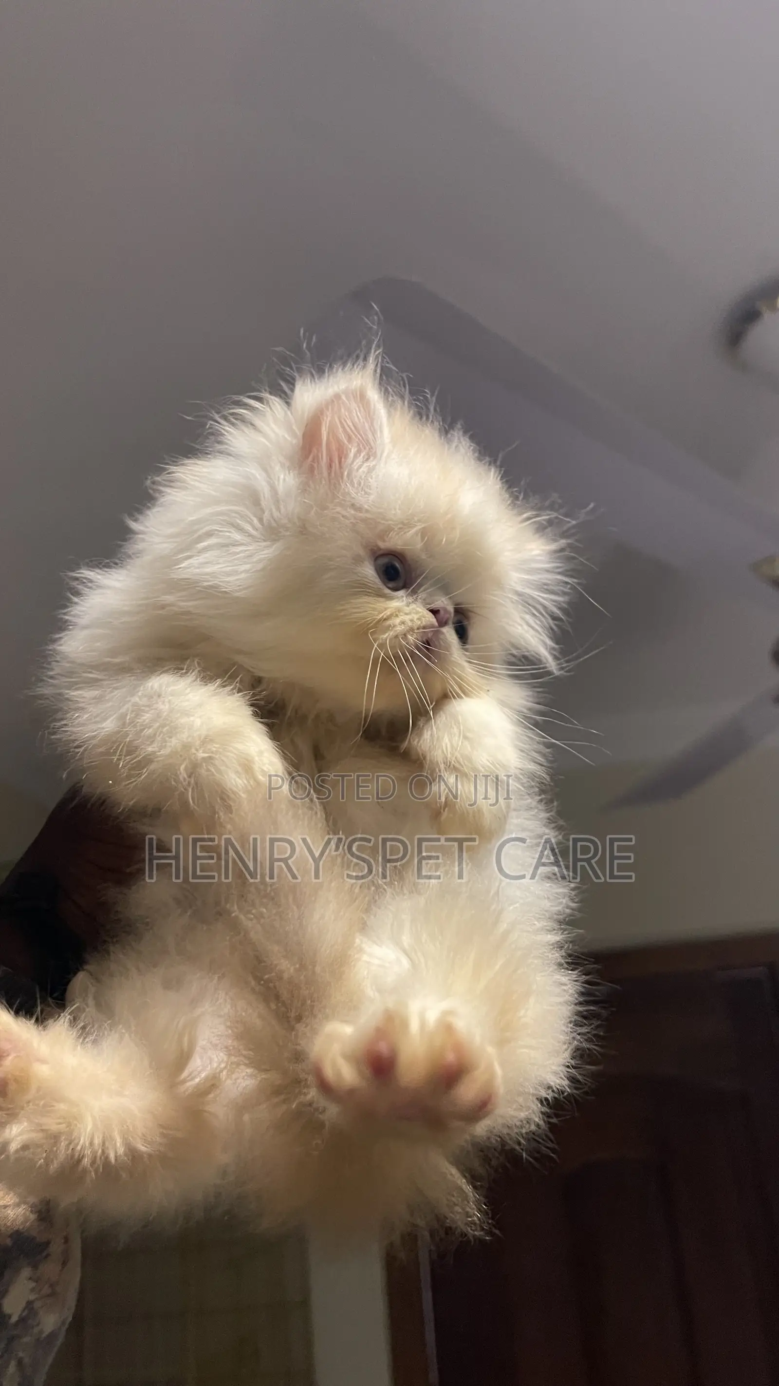 1-3 months Male Purebred Persian