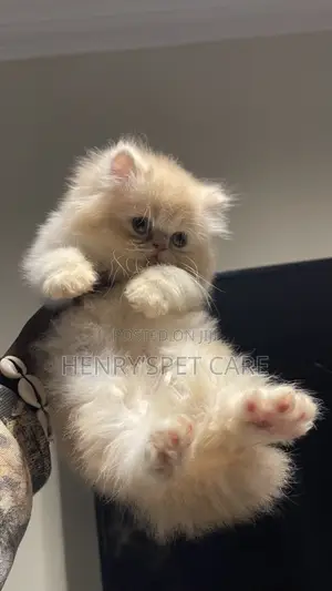 1-3 months Male Purebred Persian