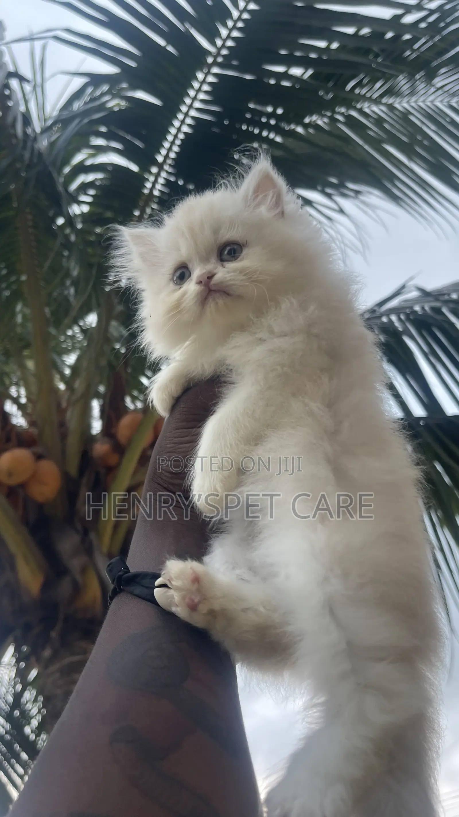 1-3 months Male Purebred Persian