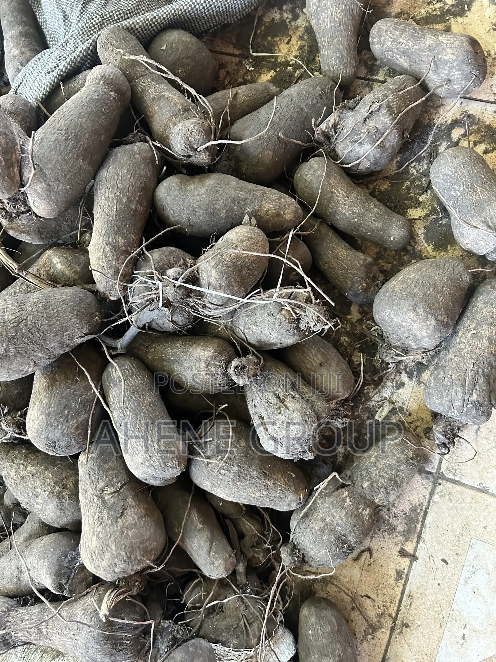 Pona Yam Heads (Mpoh)