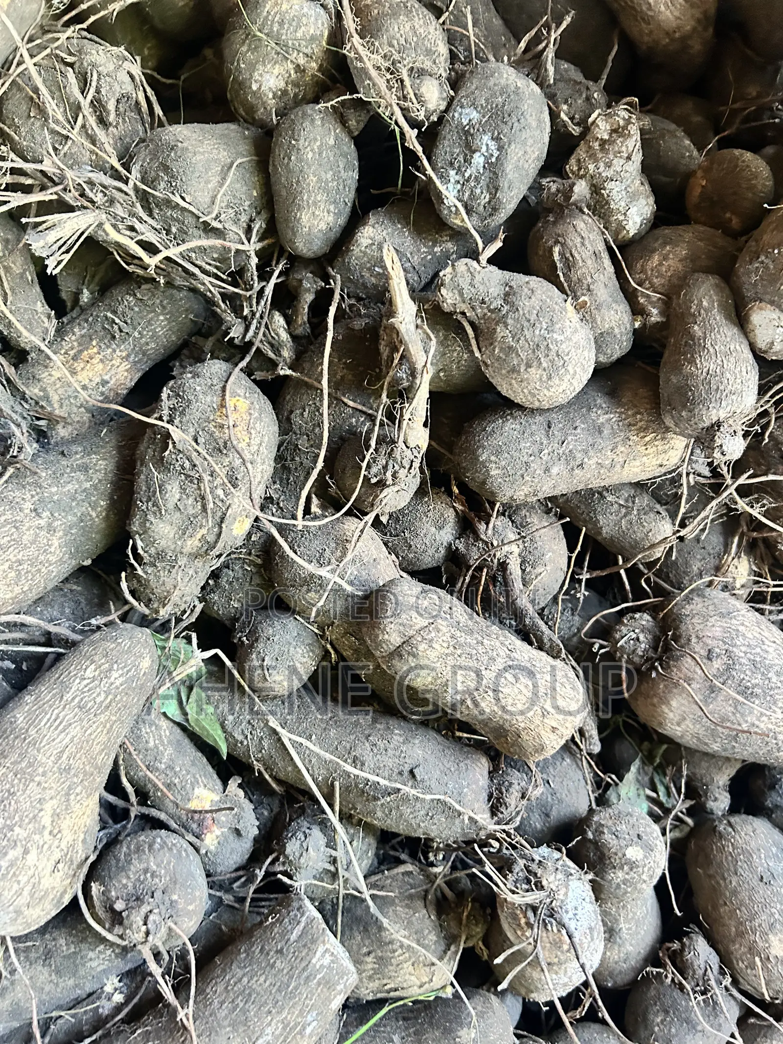Pona Yam Heads (Mpoh)