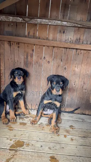 1-3 months Male Purebred Rottweiler