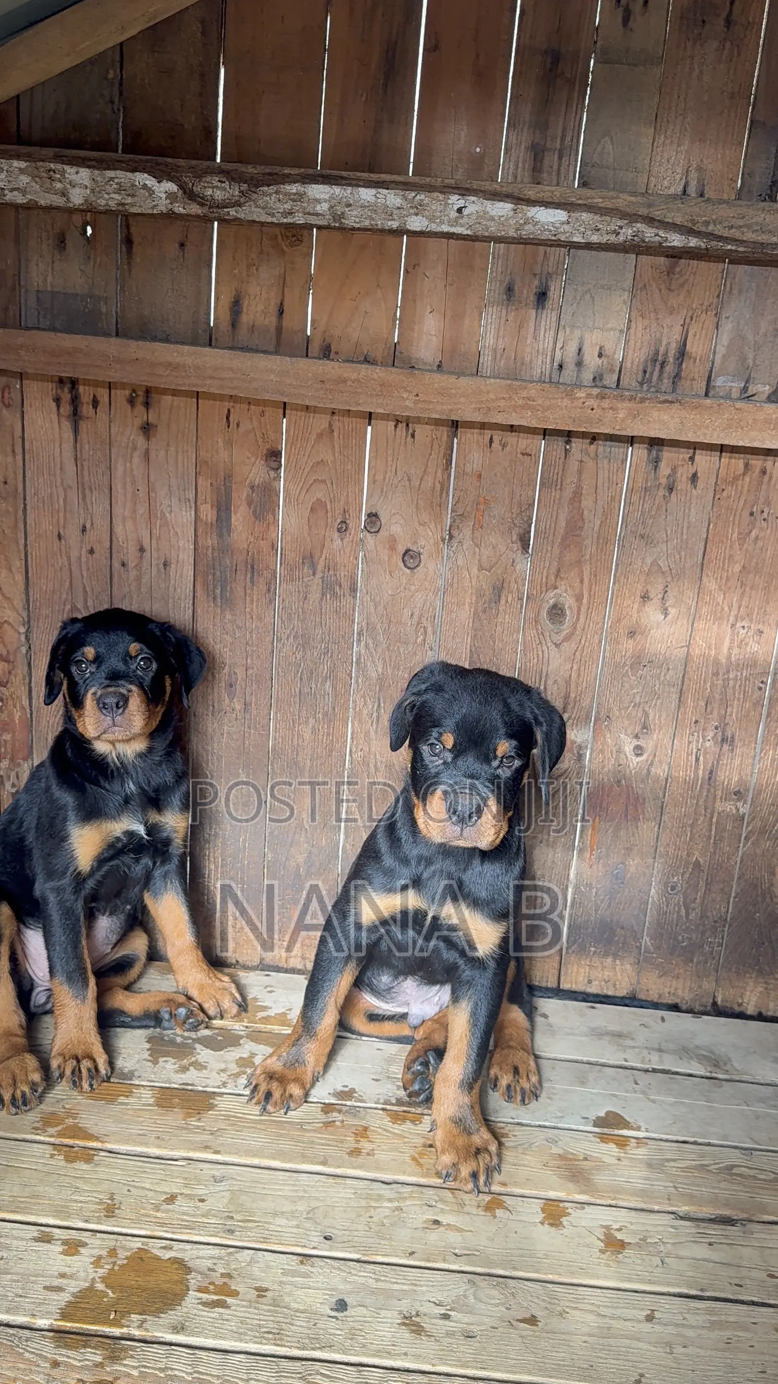 1-3 months Male Purebred Rottweiler