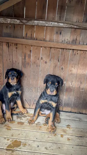1-3 months Male Purebred Rottweiler