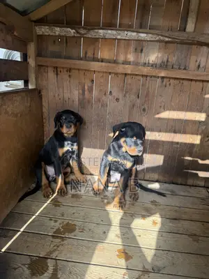 1-3 months Male Purebred Rottweiler