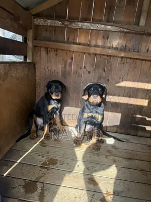 1-3 months Female Purebred Rottweiler