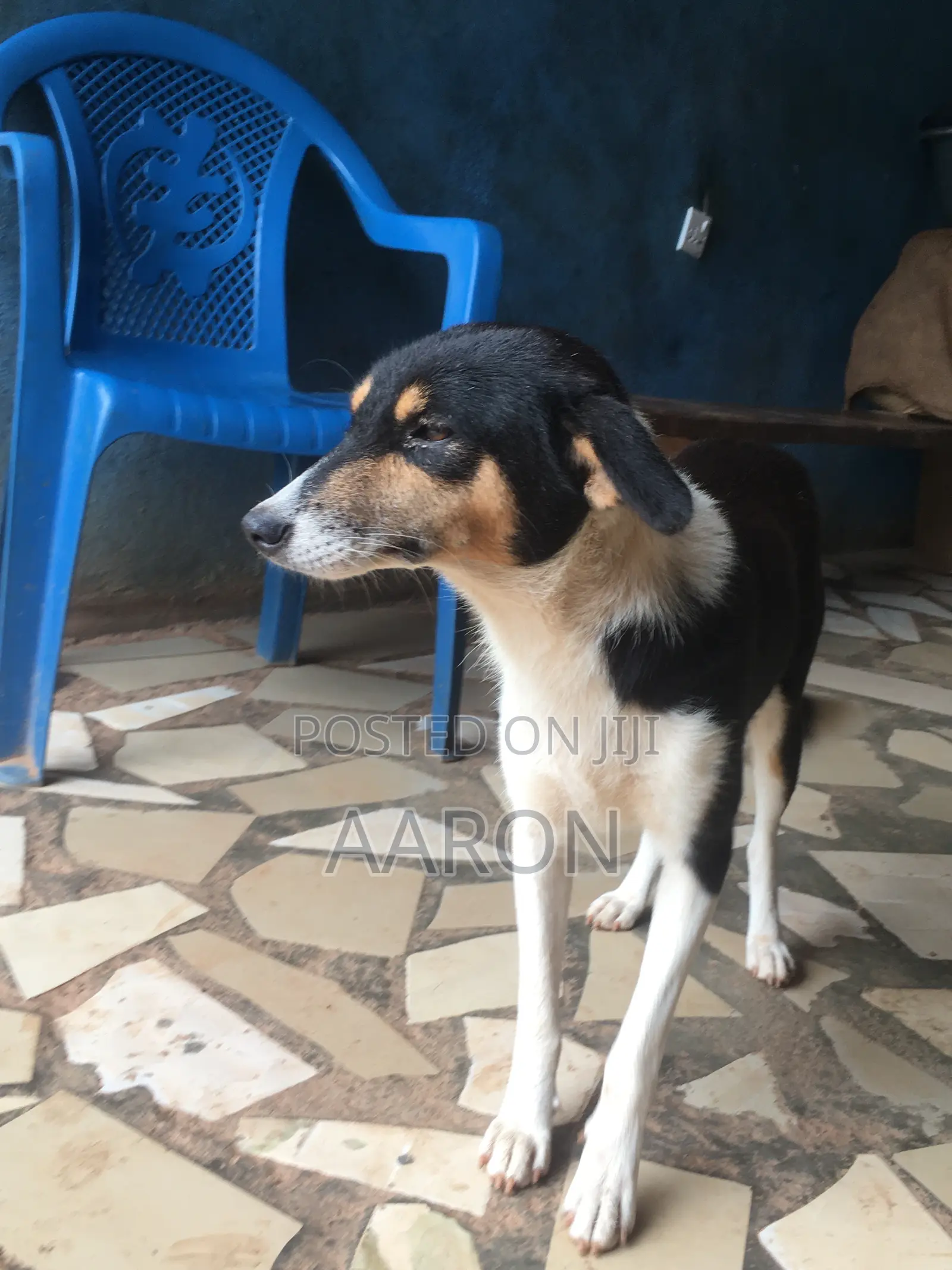 1+ year Male Mixed Breed German Shepherd