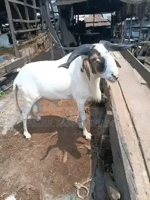 Strong and Healthy Sheep