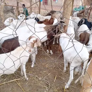 Alhassan From Animal