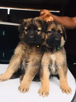 1-3 months Male Purebred German Shepherd