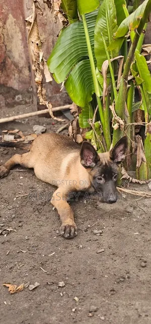 1-3 months Male Purebred Belgian Malinois