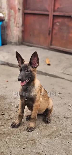 1-3 months Male Purebred Belgian Malinois