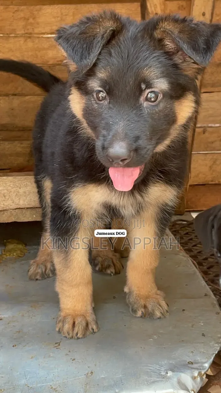 1-3 months Male Purebred German Shepherd