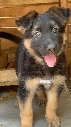 1-3 months Male Purebred German Shepherd