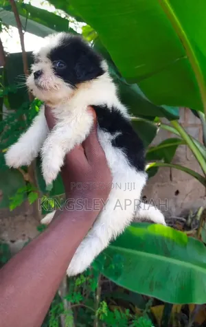 1-3 months Female Purebred Poodle